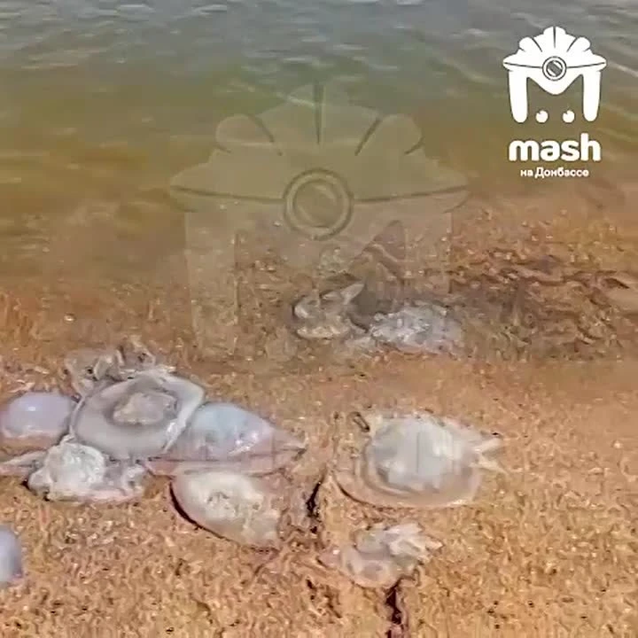 Огромные медузы соревнуются с отдыхающими за право поваляться на побережье Мариуполя. 
 
Желешки при