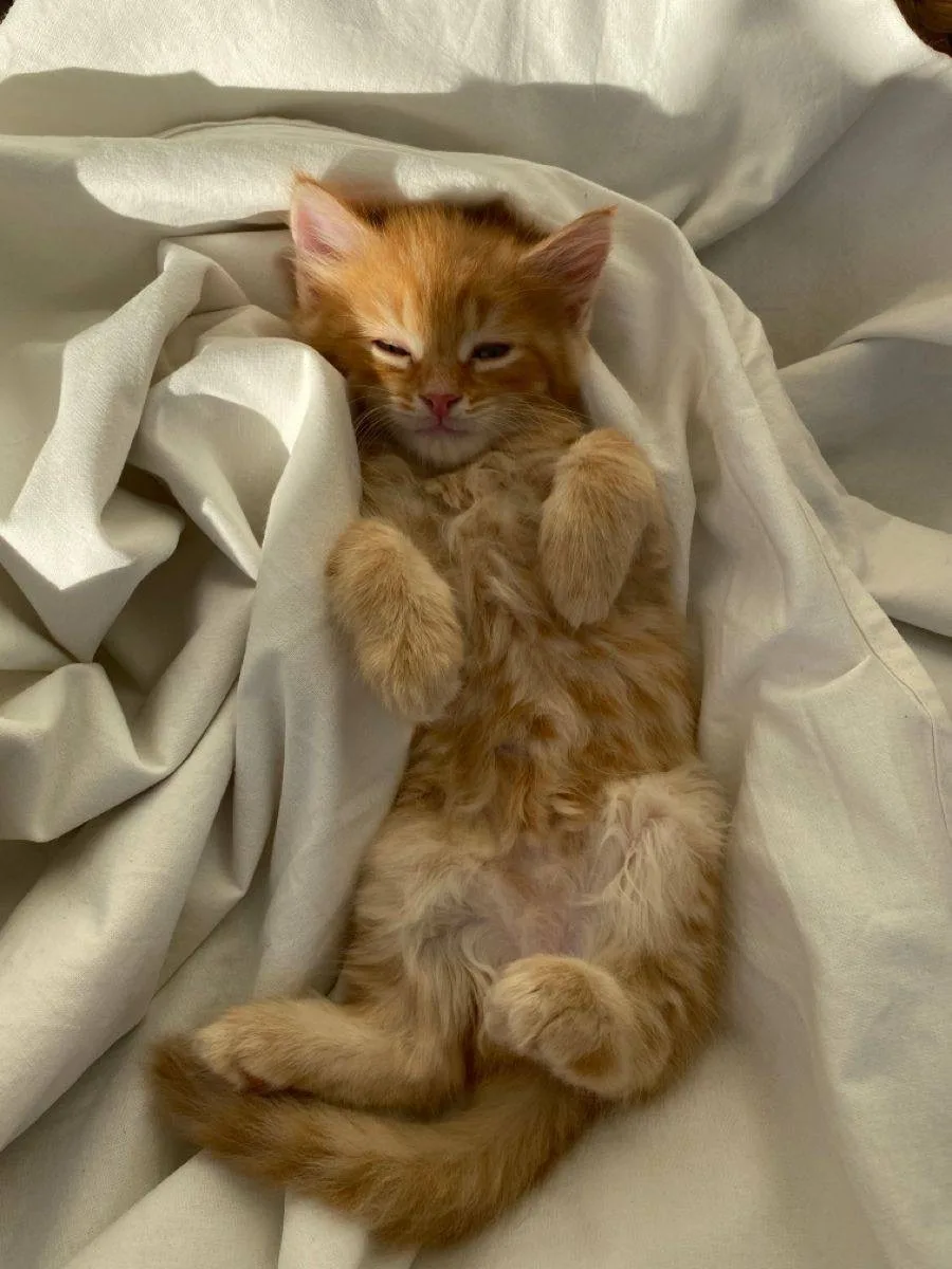 Животные любят стабильное расписание 🐈