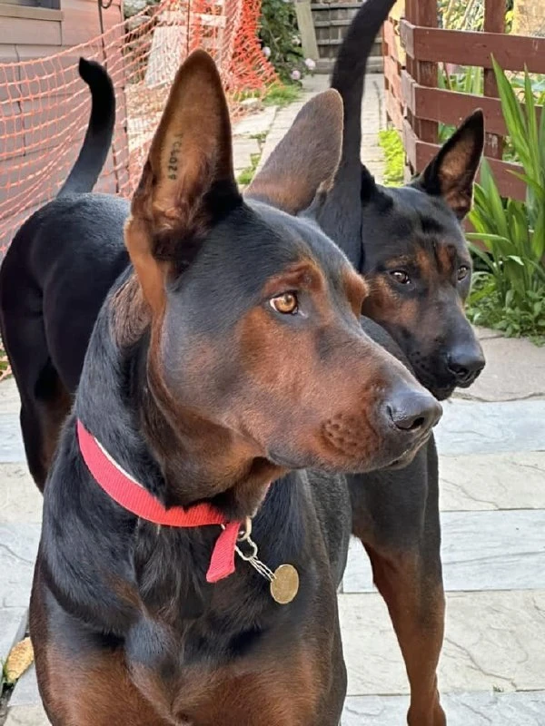 ⚡новые породы ⚡  породы собак ⚡  разведение ⚡️breedsinfo ⚡️dogmem

Кого тут намешали ? Доберман, овч