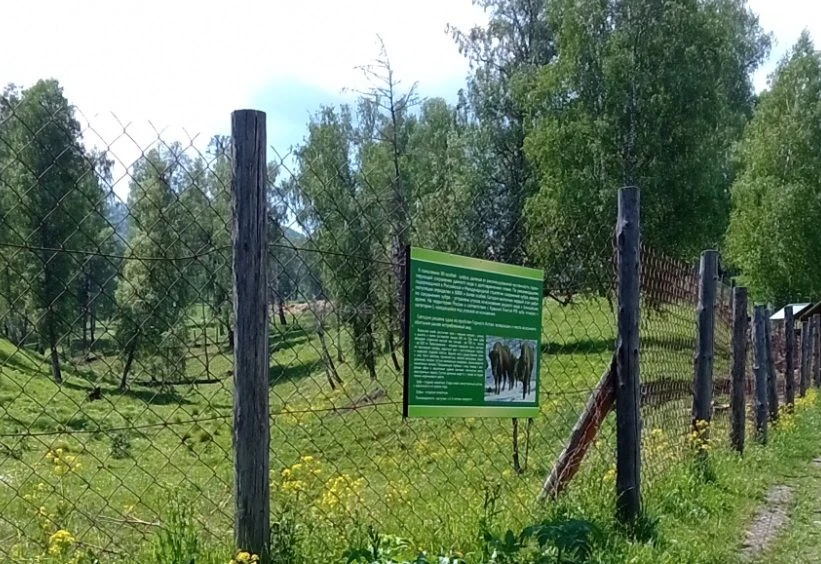 В Республике Алтай Россельхознадзор выявил нарушения при использовании редких животных (зубров) в ку