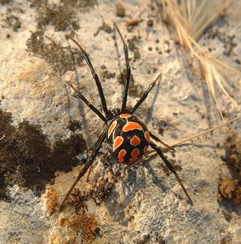 🕷В Новосибирской области начали замечать ядовитых пауков каракуртов

Раньше их встречали в основном