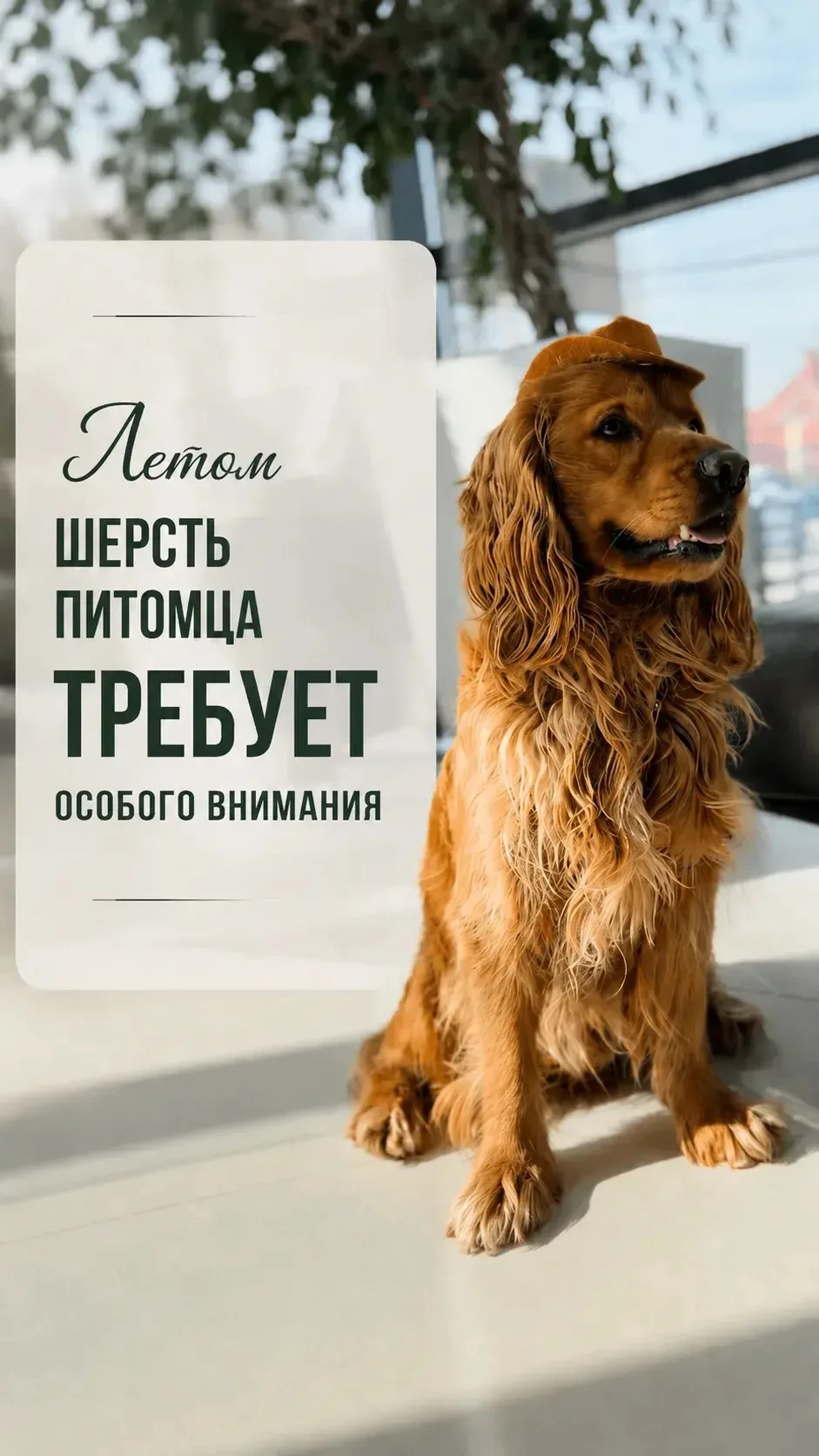 ☀️Летом шерсть питомца требует особого внимания💚🐾