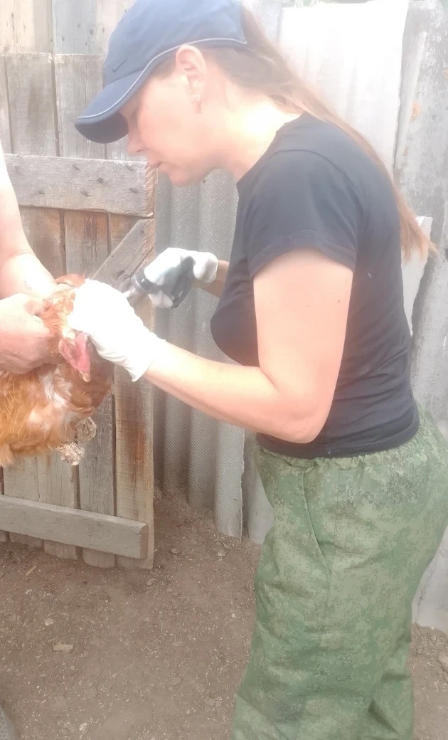 🐓Вакцинация птиц без потерь: как защитить поголовье и сохранить продуктивность