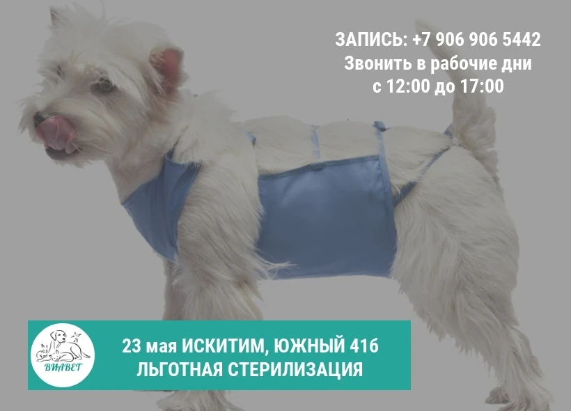 🐱 Здоровье и долголетие: почему стерилизация — не вред, а защита.