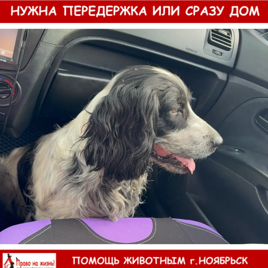на оболони возле дома по адресу: ул. Сибирская, 194, 2 недели гуляет пес, мальчик, порода: спаниель.