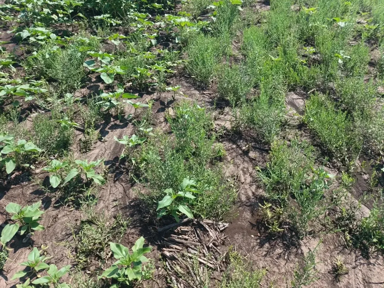 🌱С помощью беспилотных авиационных систем выявлены нарушения в области карантина растений