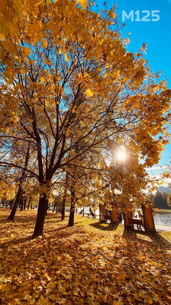 🌞🔥🍂🧡 Помните, какой прекрасной была золотая осень в нашем парке в октябре 2024-го?
