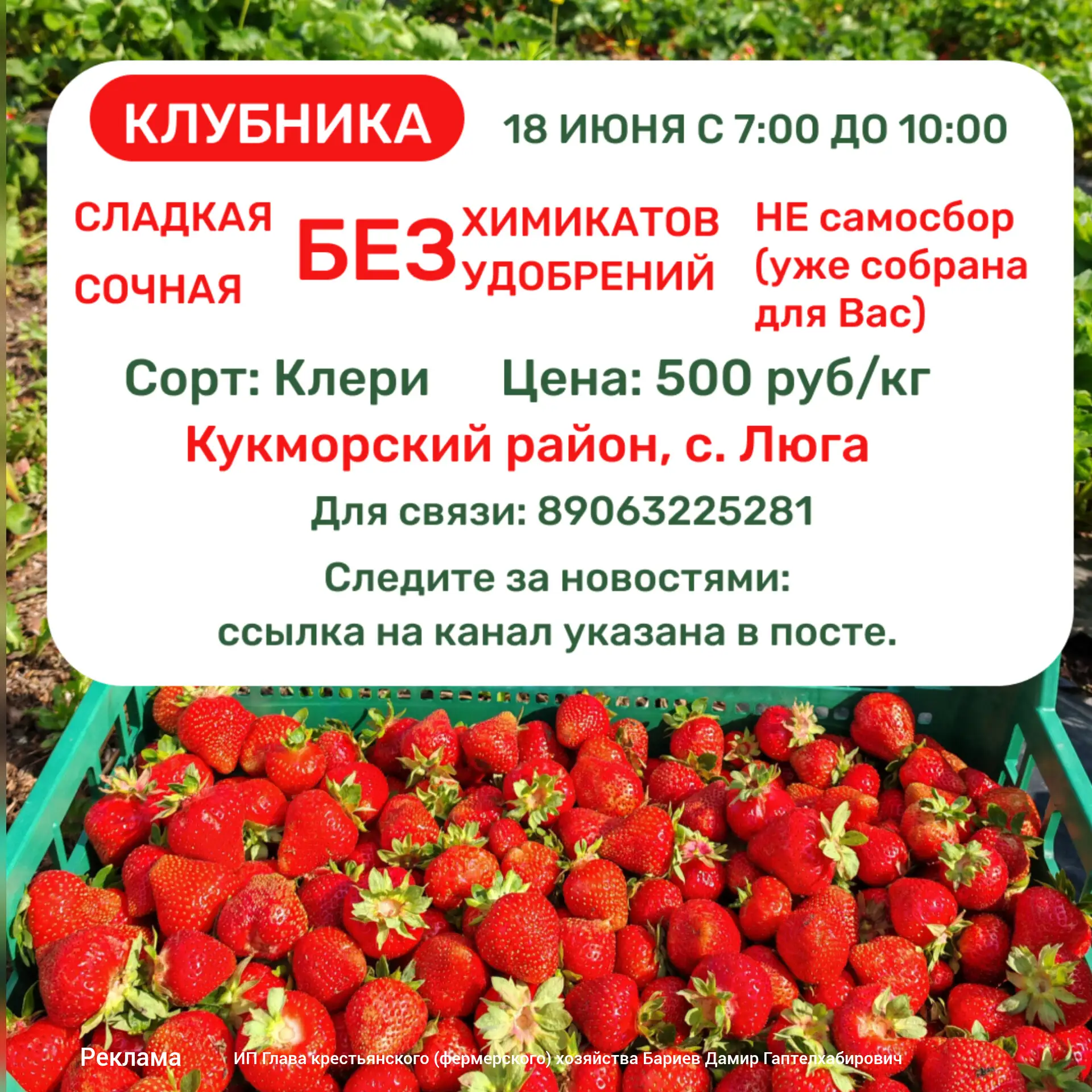 КЛУБНИКА КУКМОР - ВКУСНО И ЭКО🌿