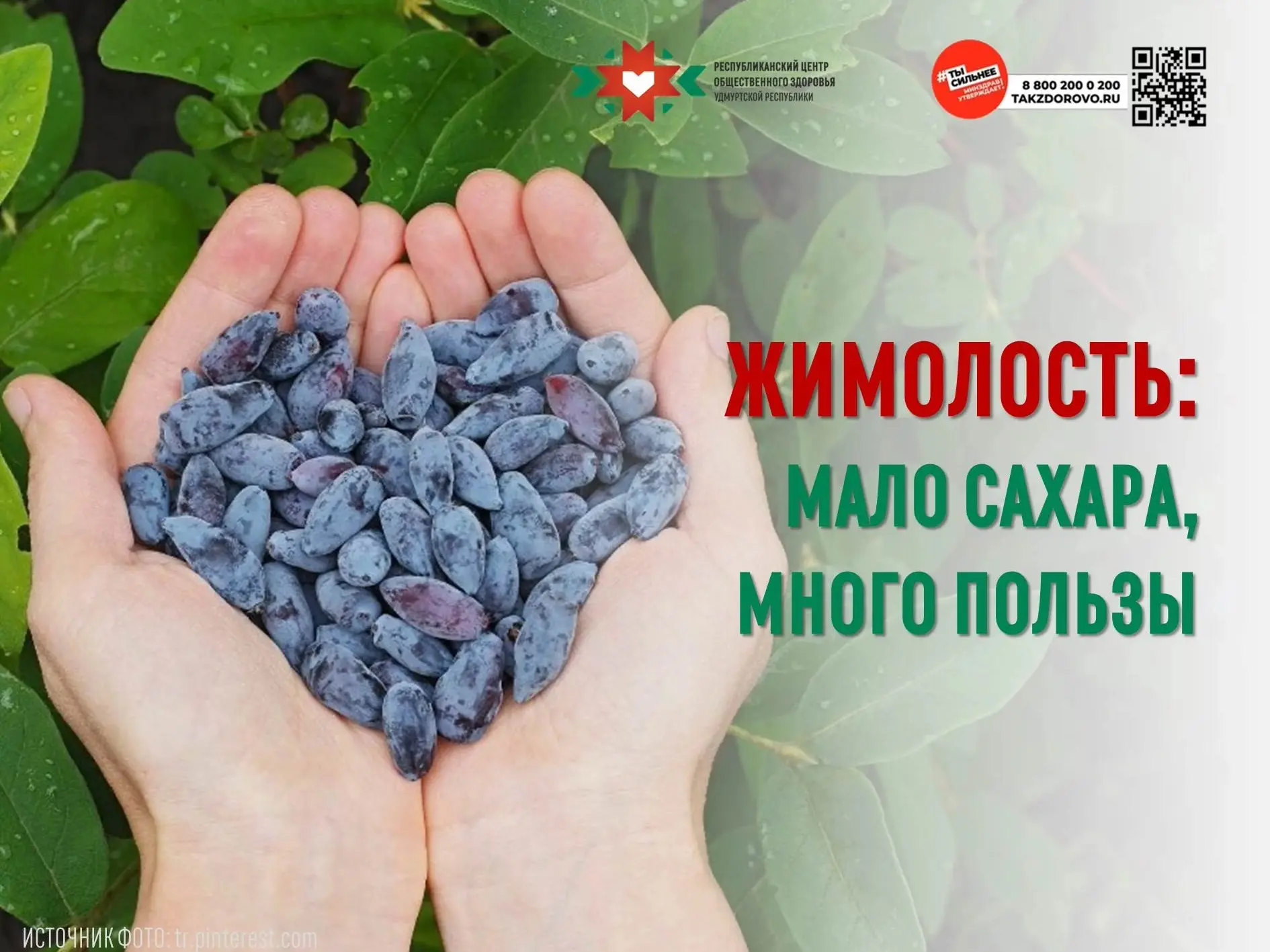🫐 В эти дни поспевает одна из самых ранних ягод — жимолость. зачастую ее незаслуженно ...