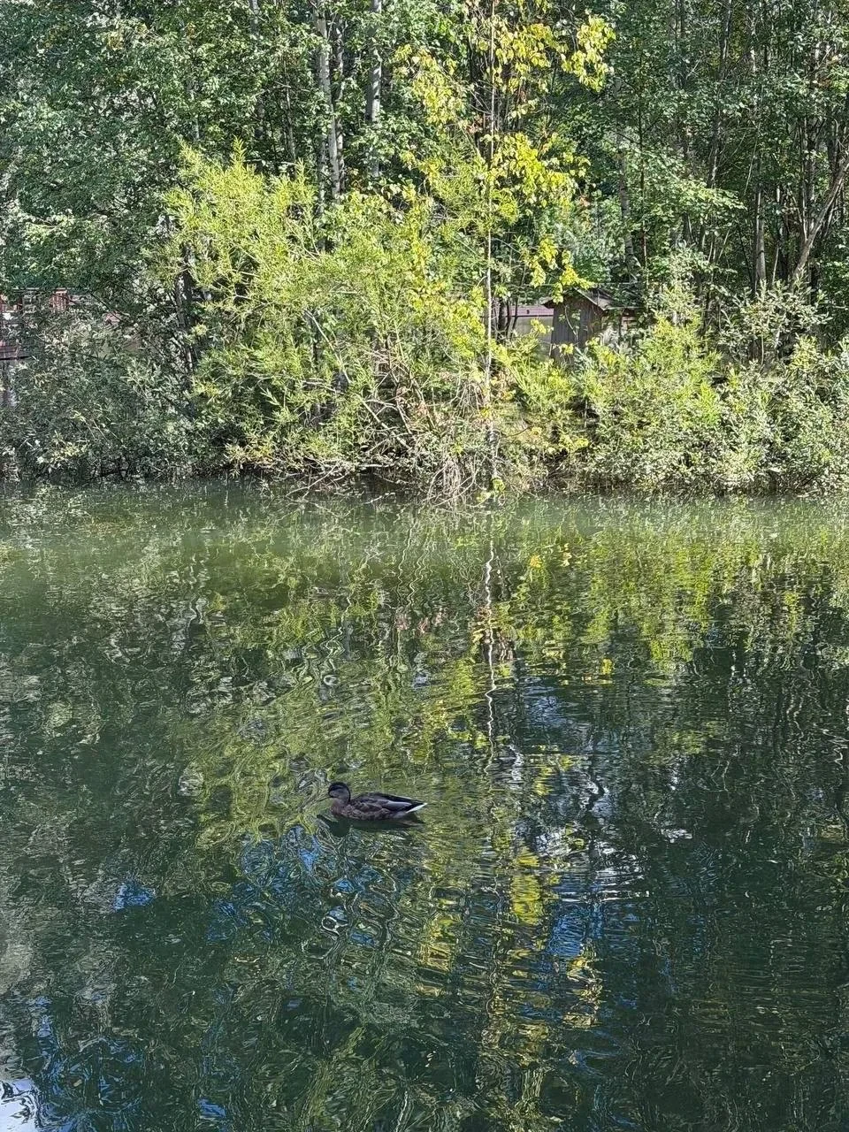 🥳 На Быковом болоте вода стала чистой, но появился запах