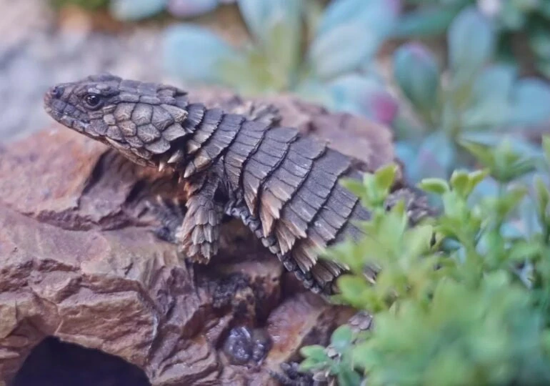 🦎 В Московском зоопарке поселились конфискованные поясохвосты