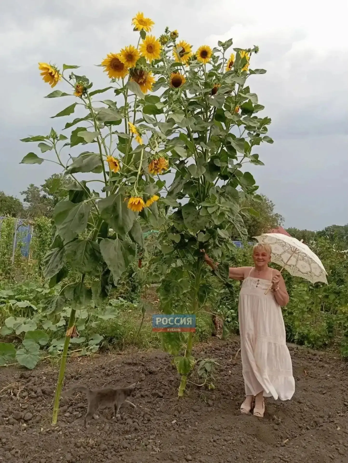 🌻 На Кубани подсолнухи вымахали выше четырёх метров