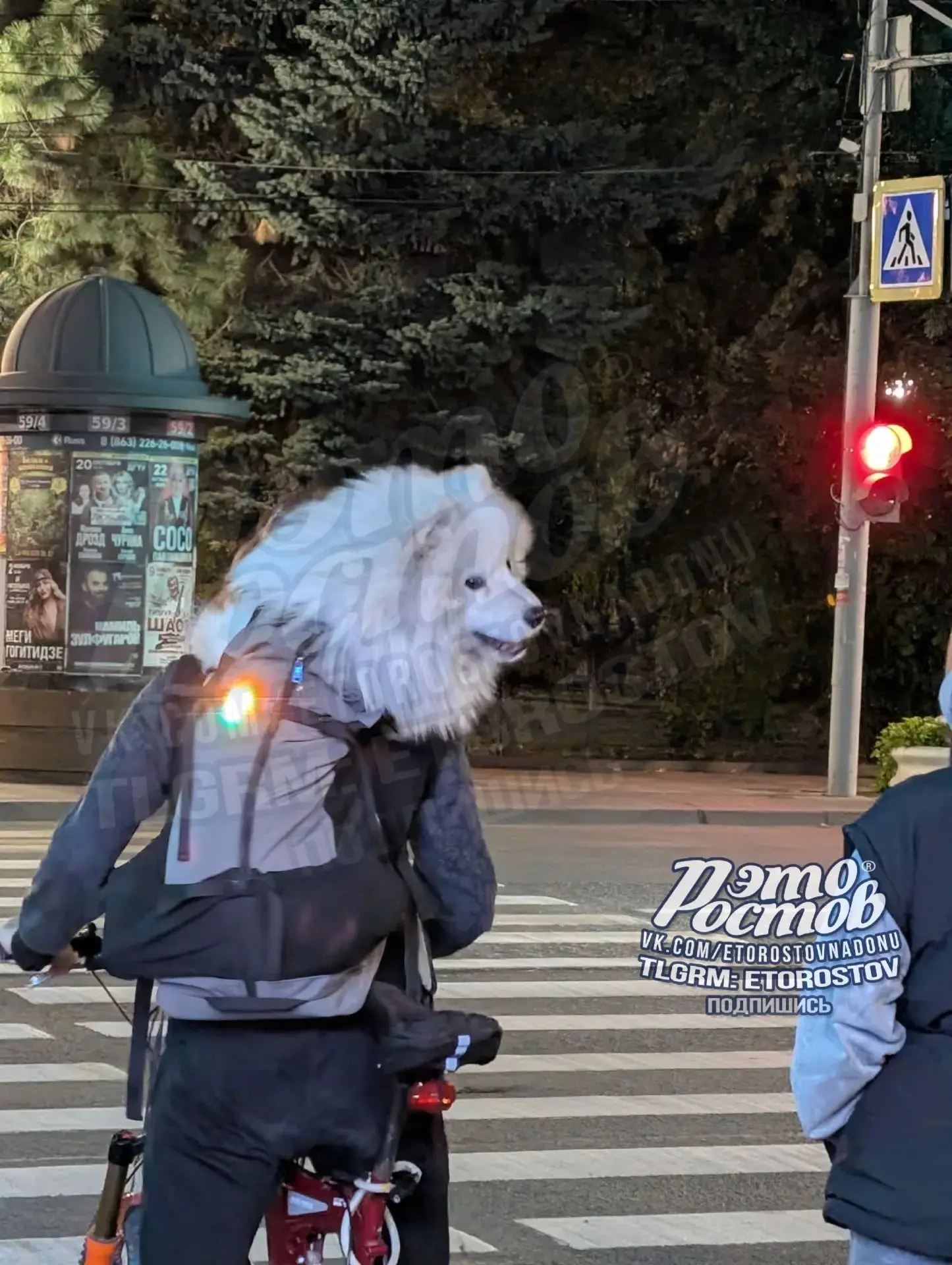 🤩 Звёздочка Ростова. Велосипедист катается по Пушкинской с собакеном в рюкзаке ❤️