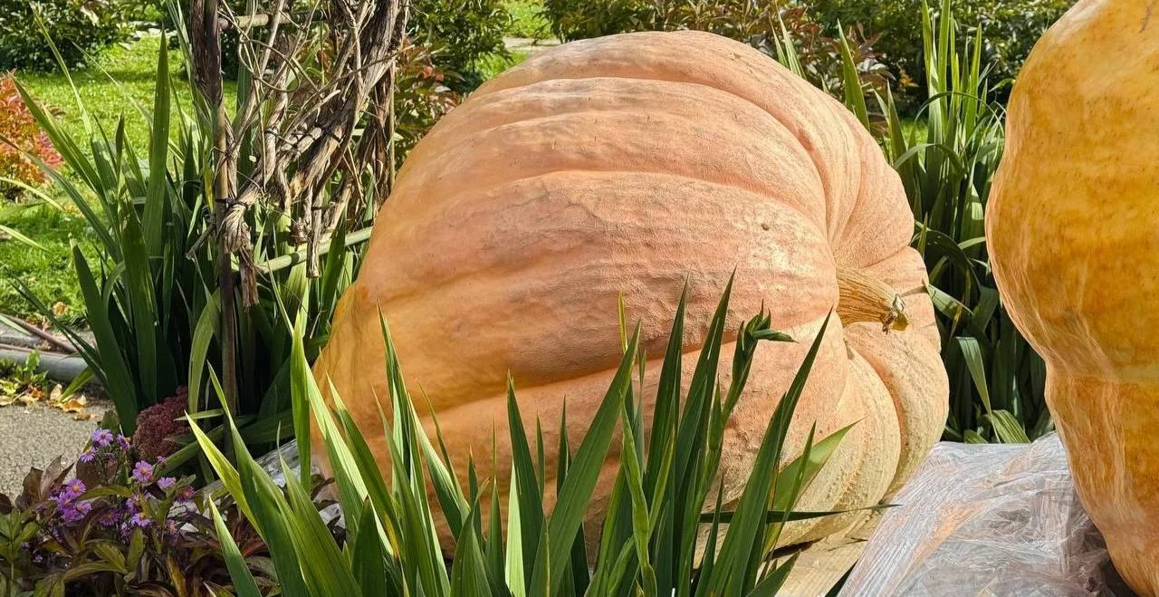 🎃 Осенняя фотозона в Ботсаду