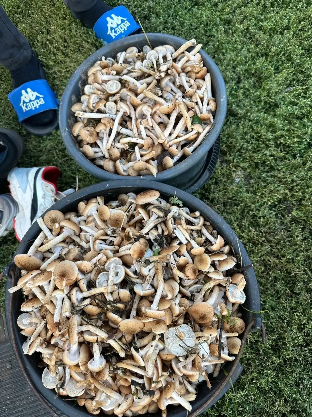 Грибники делятся результатом тихой охоты в Бузулукском бору🍄‍🟫