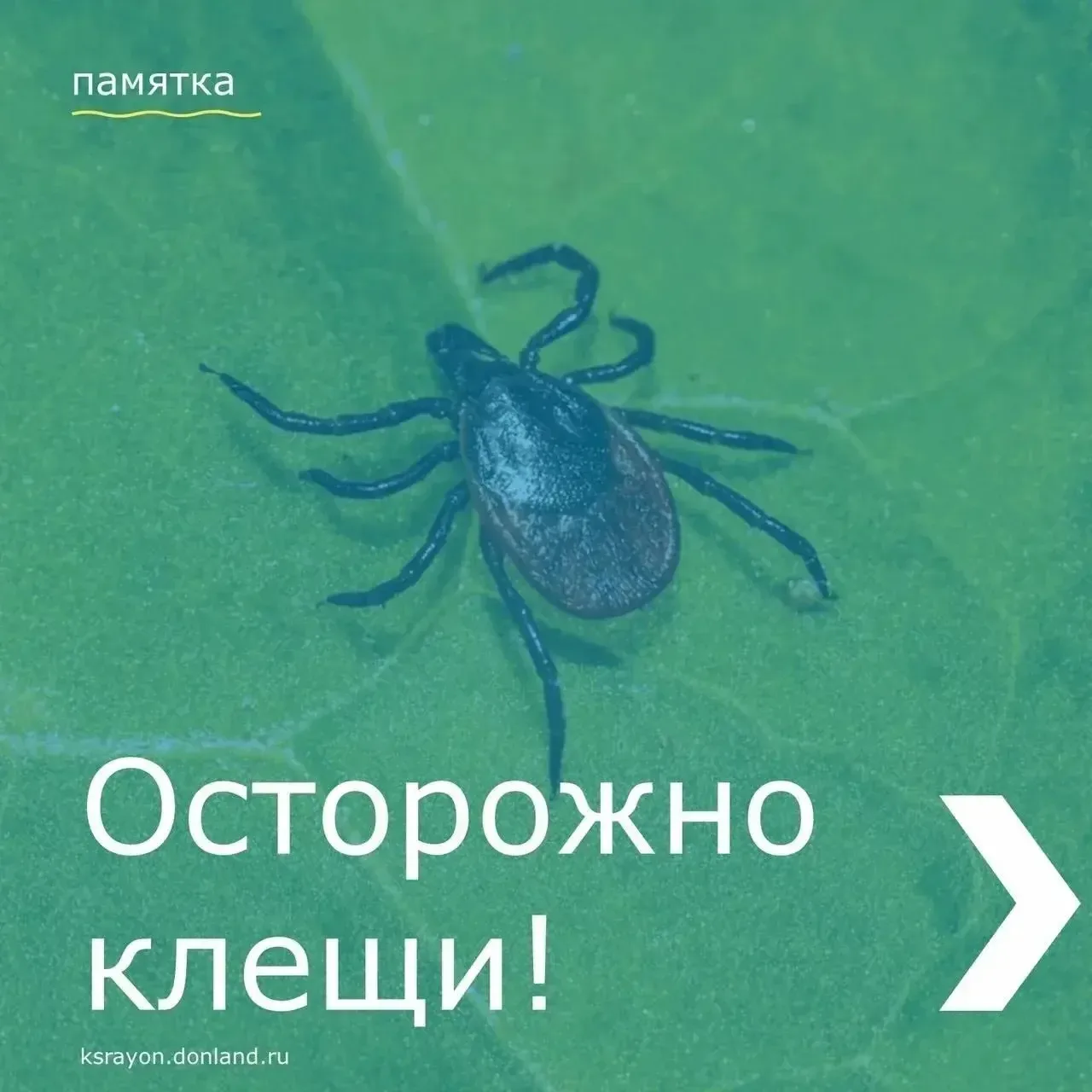 С наступлением теплого времени года увеличивается вероятность укуса клещами.

❗ Как защититься от на