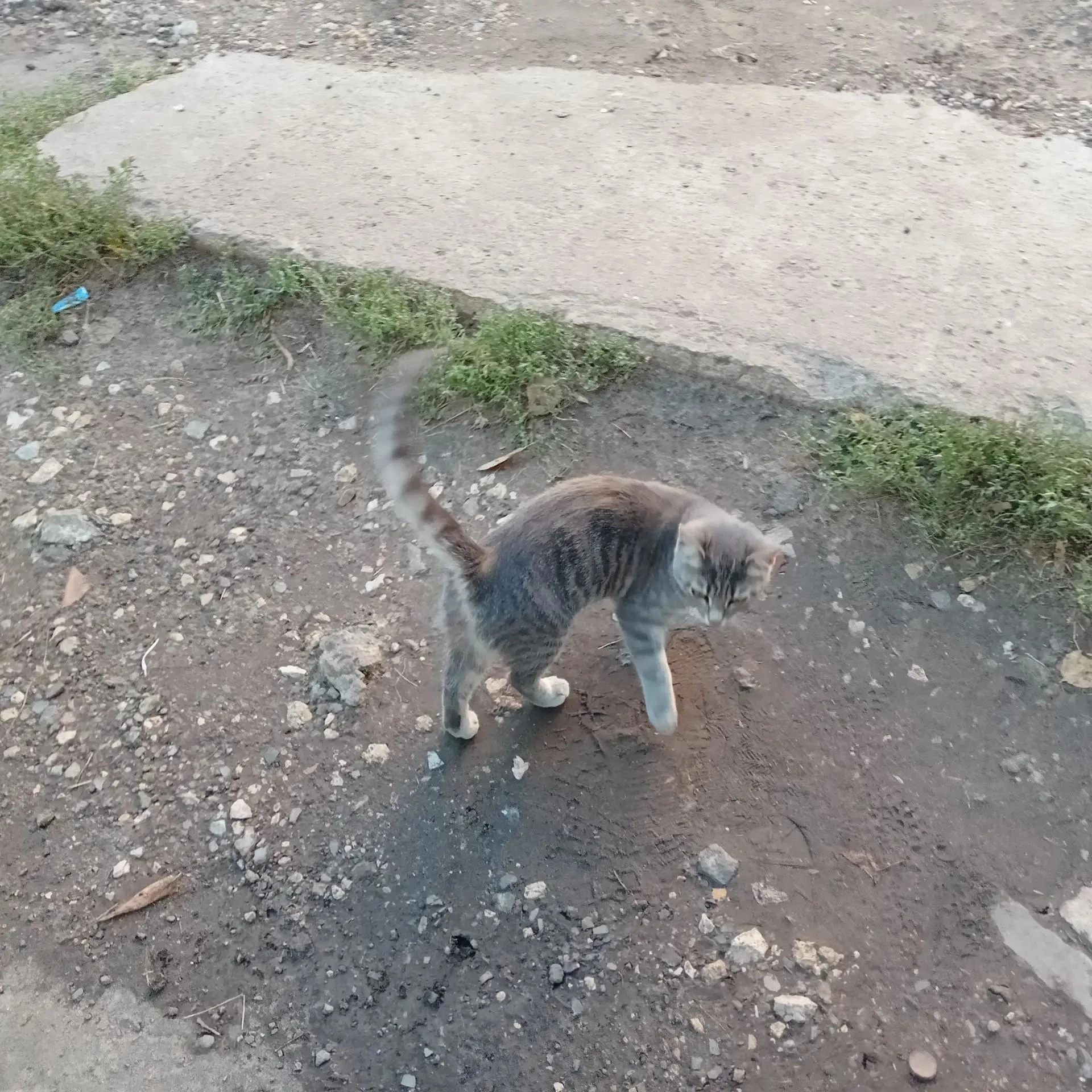 Котики ждут добрых людей