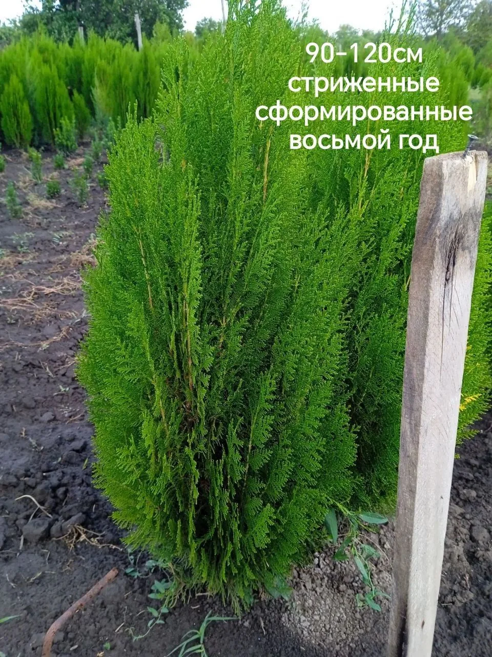 🌲Думали, что это обычная туя? А вот и нет!