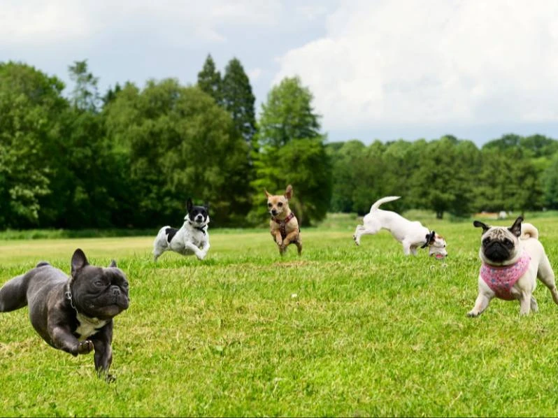 🐾 Большой семейный «Хвостфест» пройдёт в Перовском парке