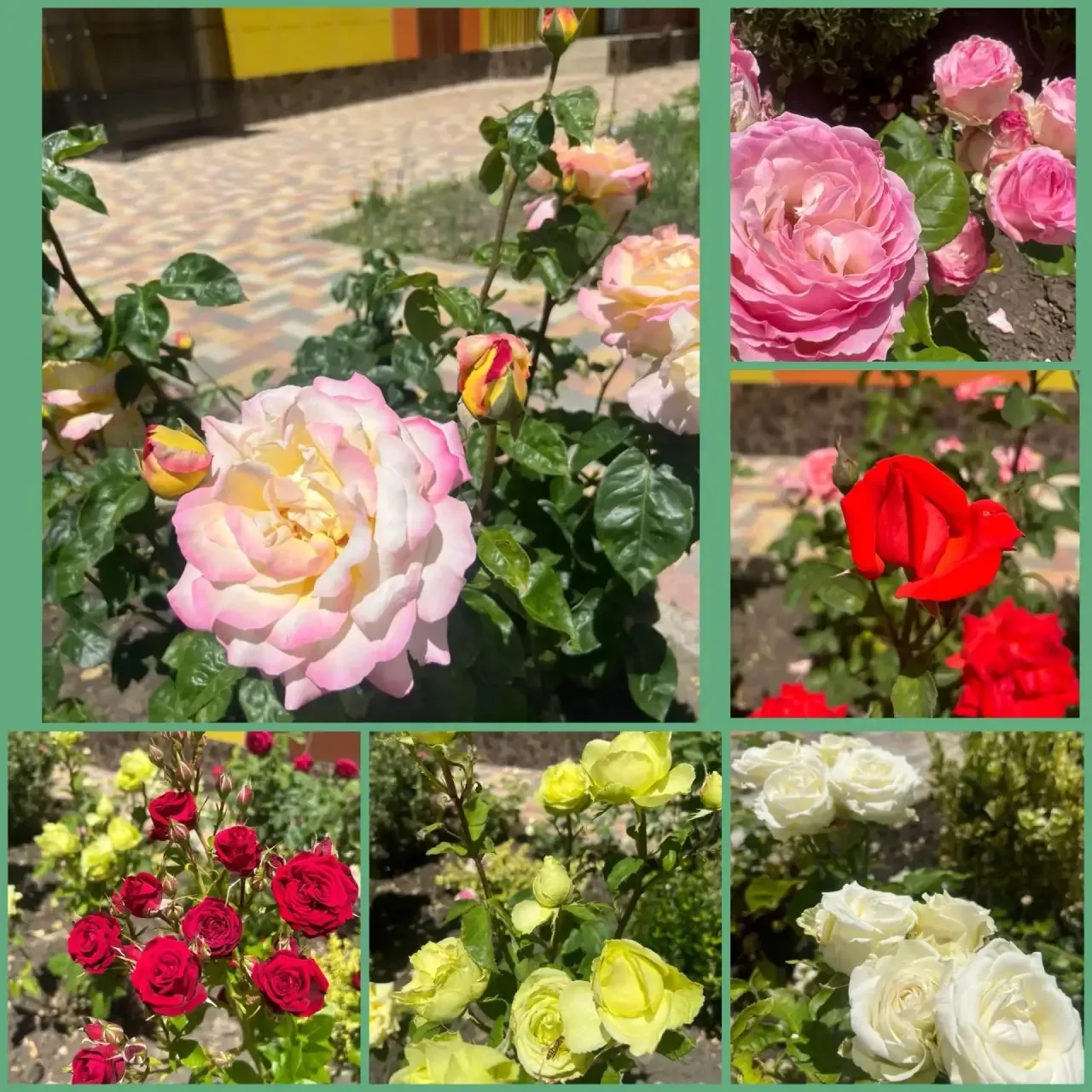 🌹🌹🌹 Посмотрите какая у нас красота 😍 Калинка» создала свой Розарий🌹🌹🌹
#МыВместе##КрасотаРядом