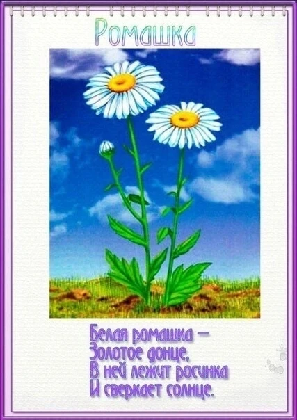 👫Если спросить детей, какие цветы они знают, многие из них назовут именно ромашку! Вот...