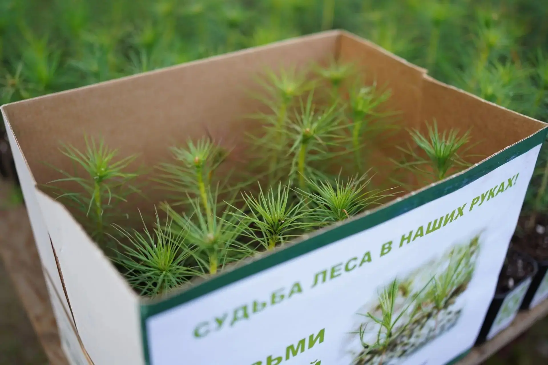 Иркутская область  присоединится к всероссийской акции «Сохраним лес»