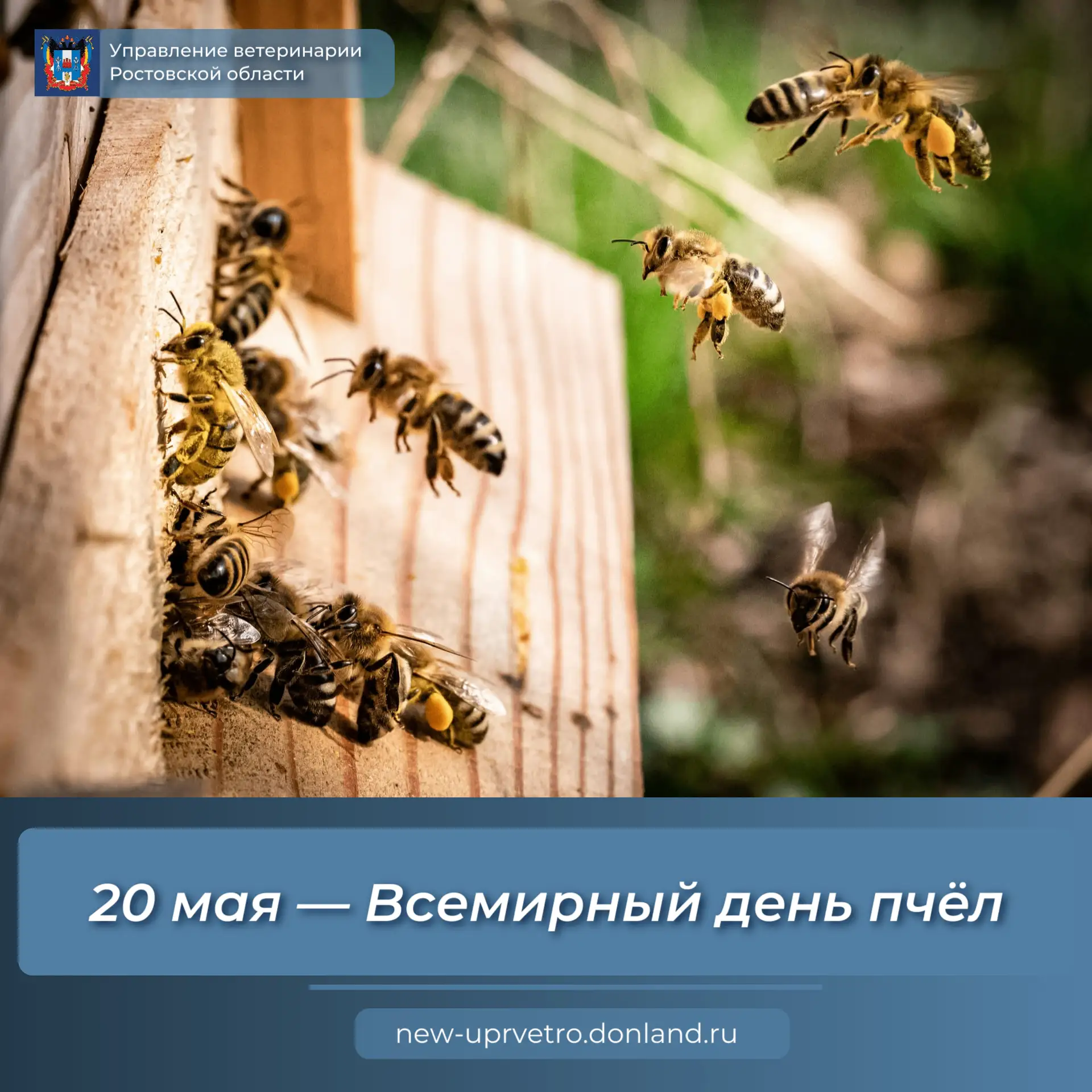 🐝Сегодня, 20 мая, во всем мире отмечается Всемирный день пчёл. Это отличный повод вспо...