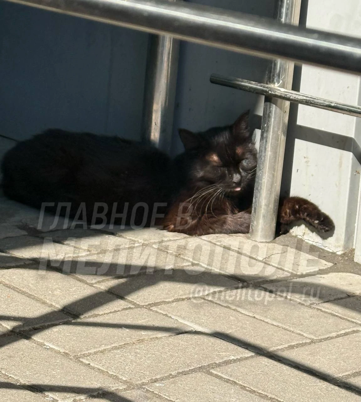 Кошка из Запорожской области нежится на солнце