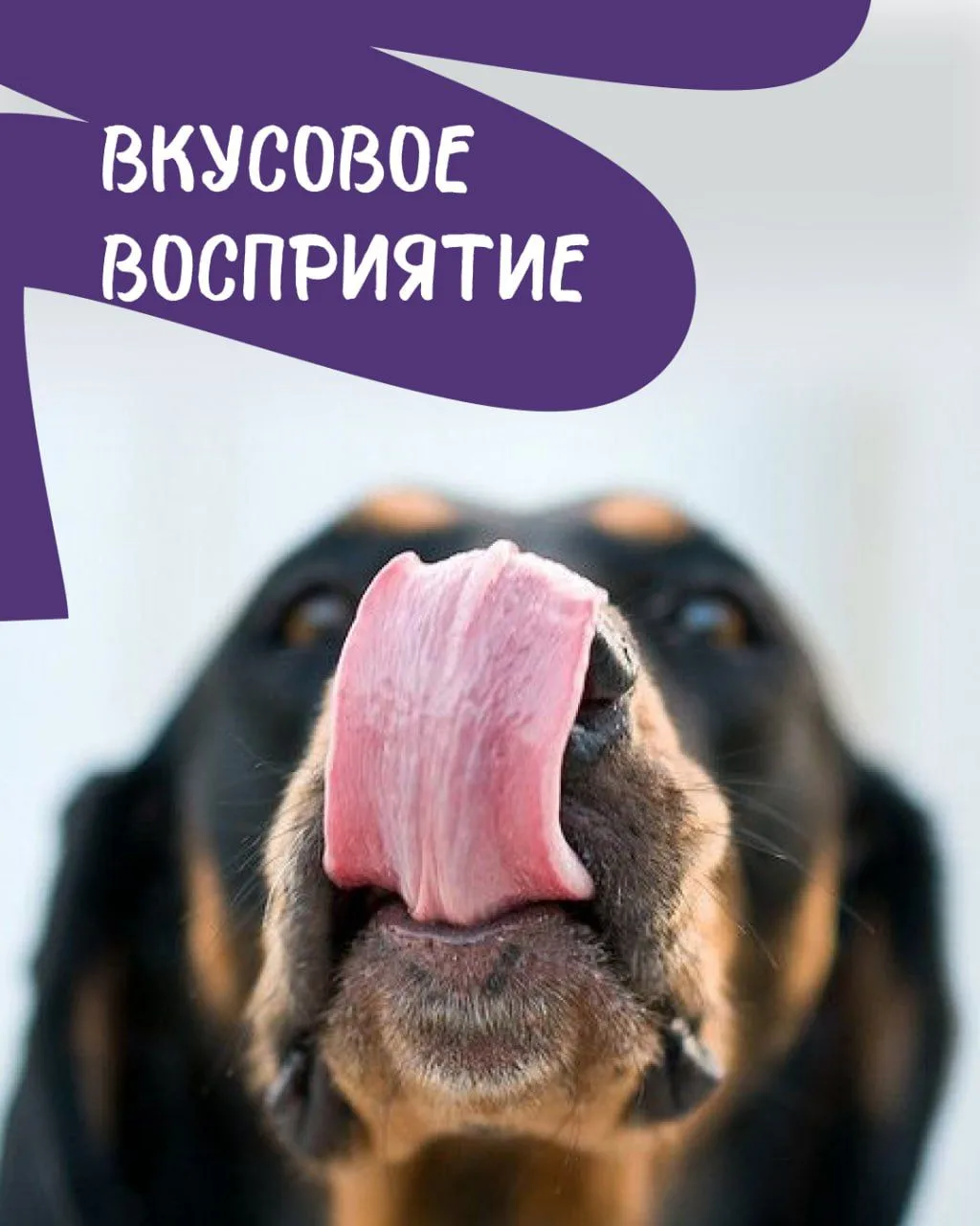 Что вы знаете о вкусовом восприятии у животных?

У кошек и собак вкусовые ощущения устроены иначе, ч