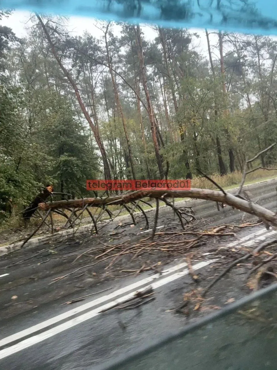 ❗На Волчанской упавшее дерево перегородило дорогу.
