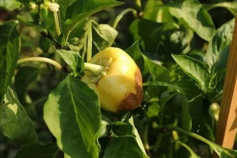 🥵🔥 Вершинная гниль перцев: как спасти урожай? 🔥🥵

Знакомо? Встречали такие перчики в теплице?
Эт