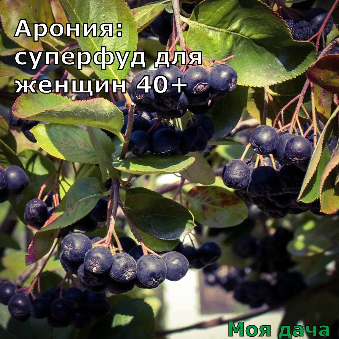 Изображение 1 к публикации «Моя дача»