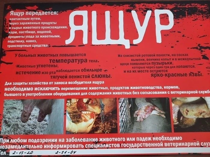 Ящур – острое вирусное заболевание, характеризующееся интоксикацией и пузырьково-язвенн...