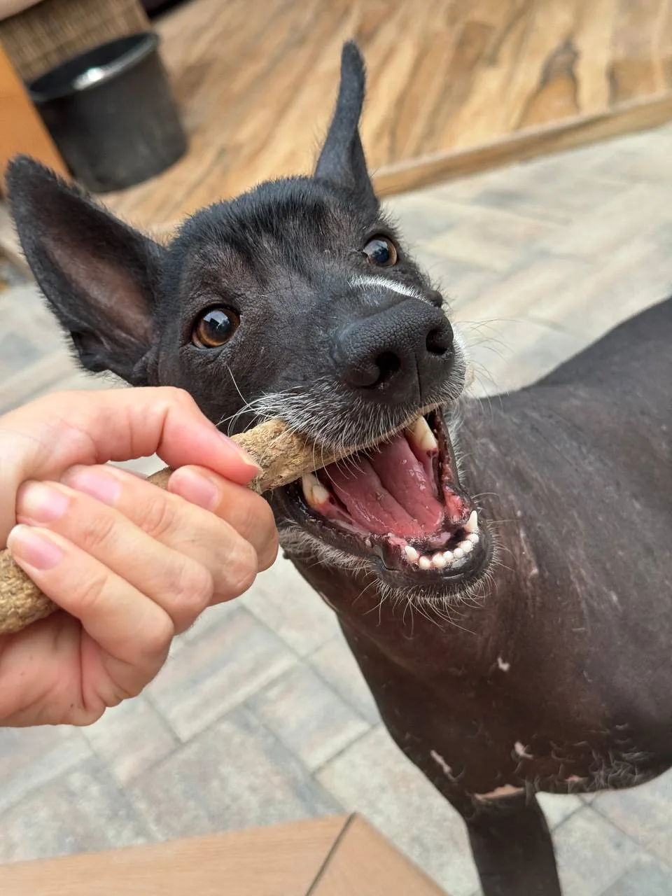 А это я, большая летучая мышь!