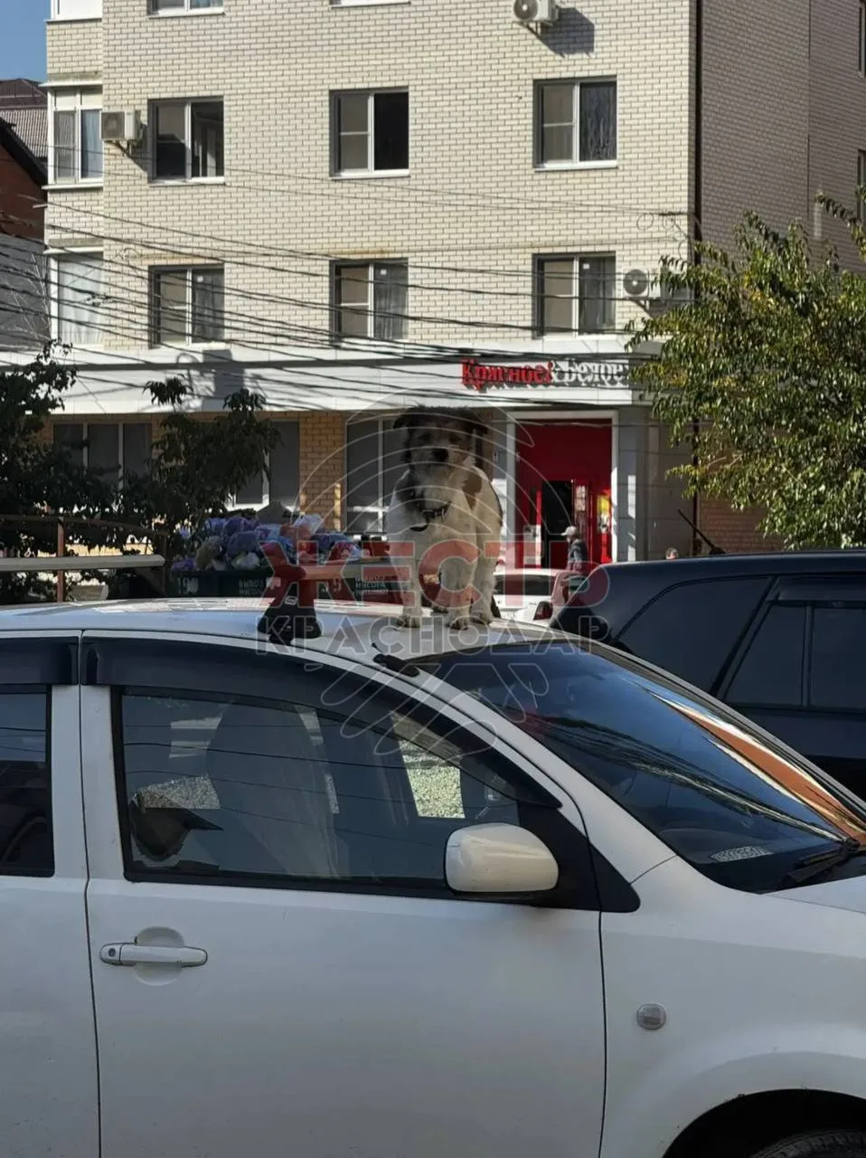 🥹Вчера на Измаильской, 3 на крыше авто заметили собаку