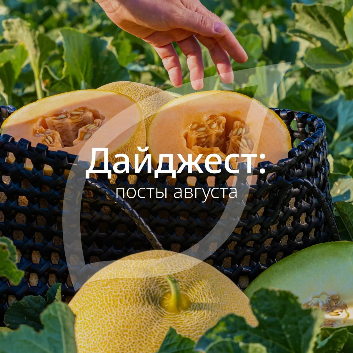 #Syngenta_дайджест