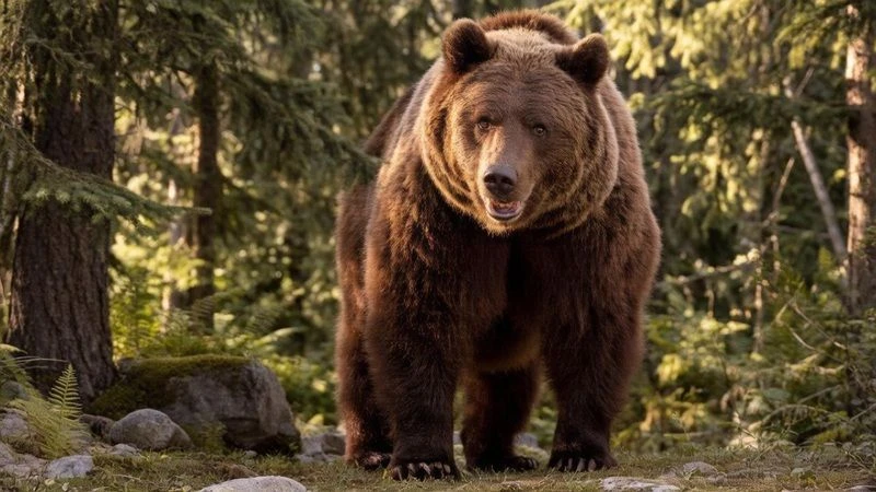 ❗️Режим повышенной готовности ввели в Онгудайском и Турочакском районах в связи с участ...