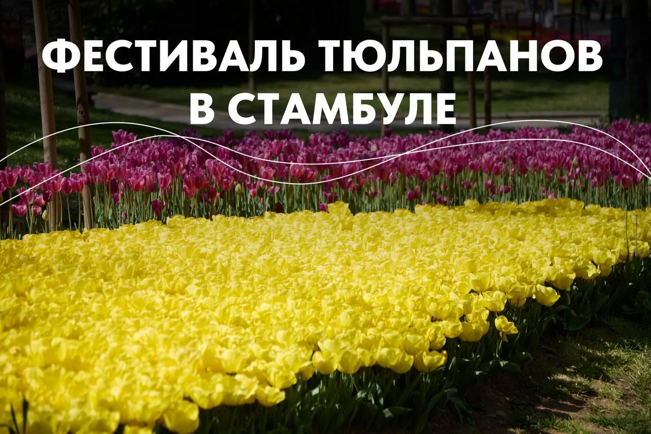 🌷 Когда Стамбул превращается в город тюльпанов  Каждую весну Стамбул переживает одно из самых красив