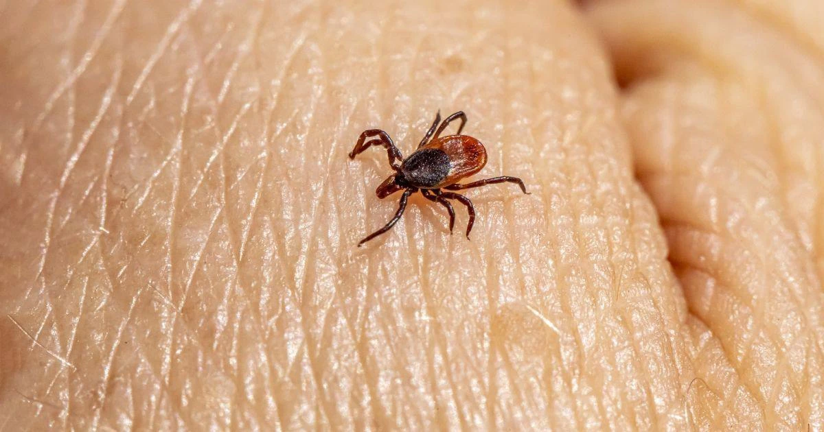 🕷️ Клещи не отступают: за неделю пострадали почти 1,5 тысячи петербуржцев

С 16 по 22 июля за медиц