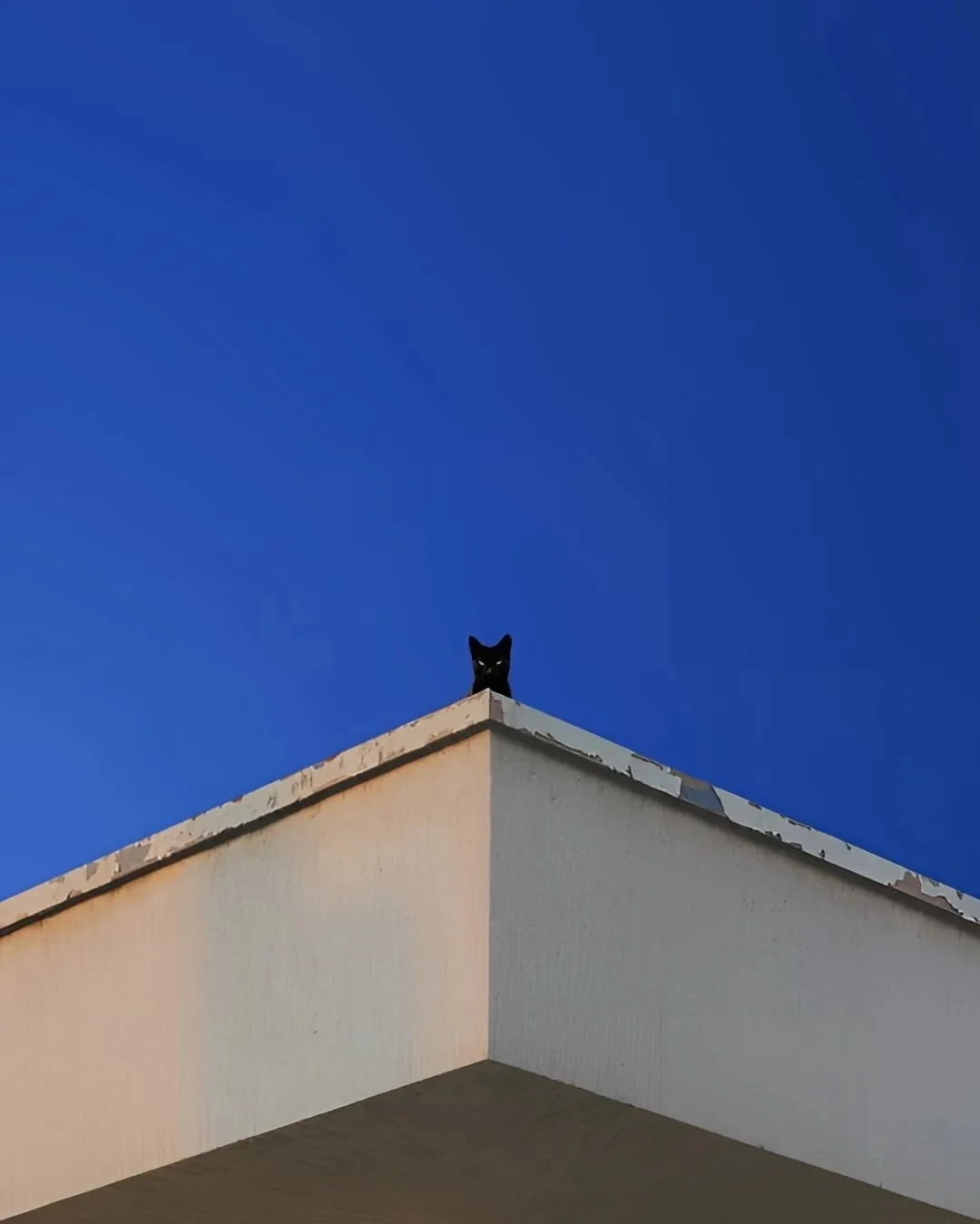 Мимимализм и котики 🐈💕