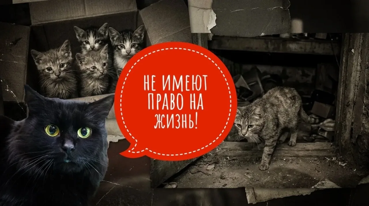 ❓💔 Неужели они не имеют право жить? Почему так, годами не можем понять…  Кошки выживают в хосписе то