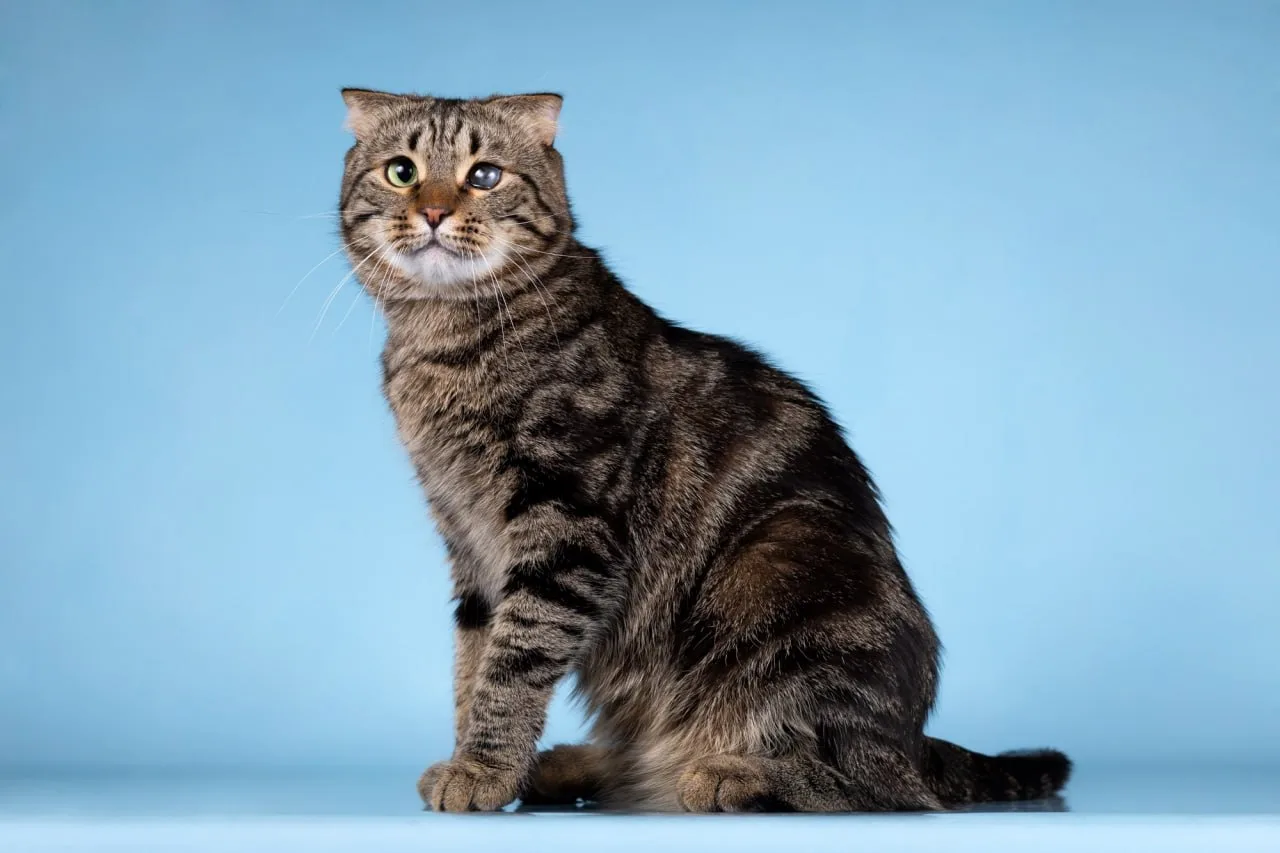 Москва. Просим помочь репостами 🐈  Савва - красавец кот породы скоттиш-фолд в шубке тёмного оттенка 