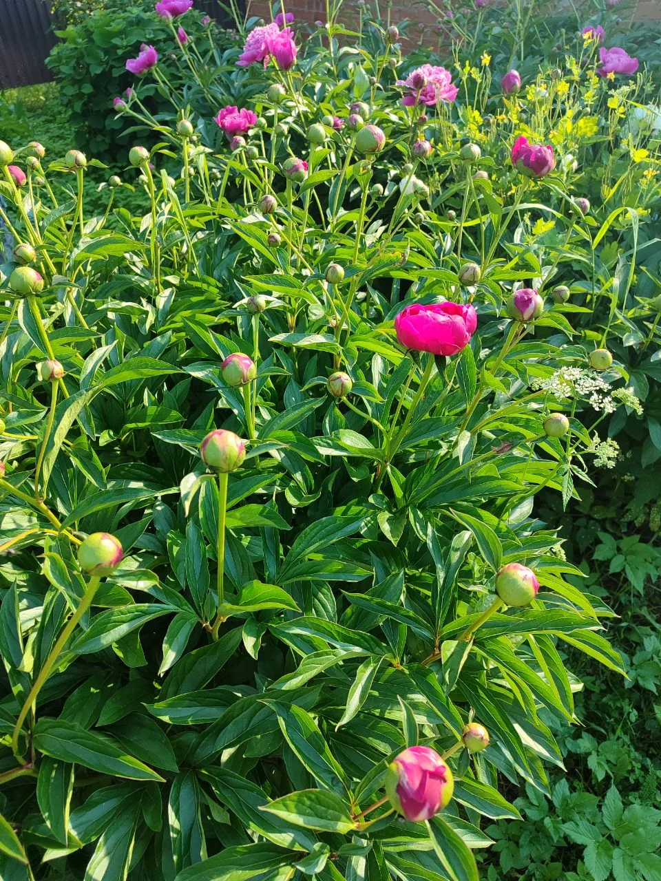 Дачное 🌿