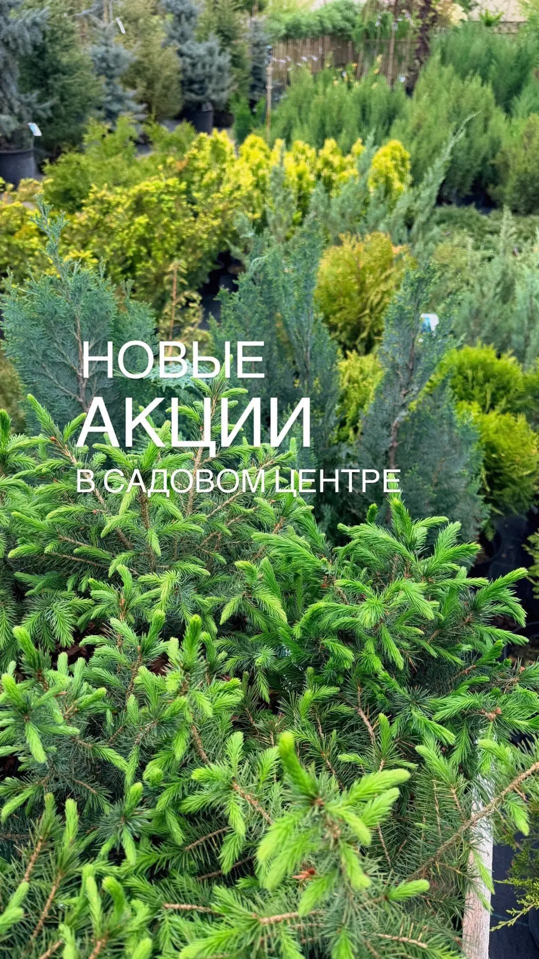 Новые выгодные акции в садовом центре💚  ✅Гортензия метельчатая Мэджикал Лайм Спаркл в 3л контейнере 