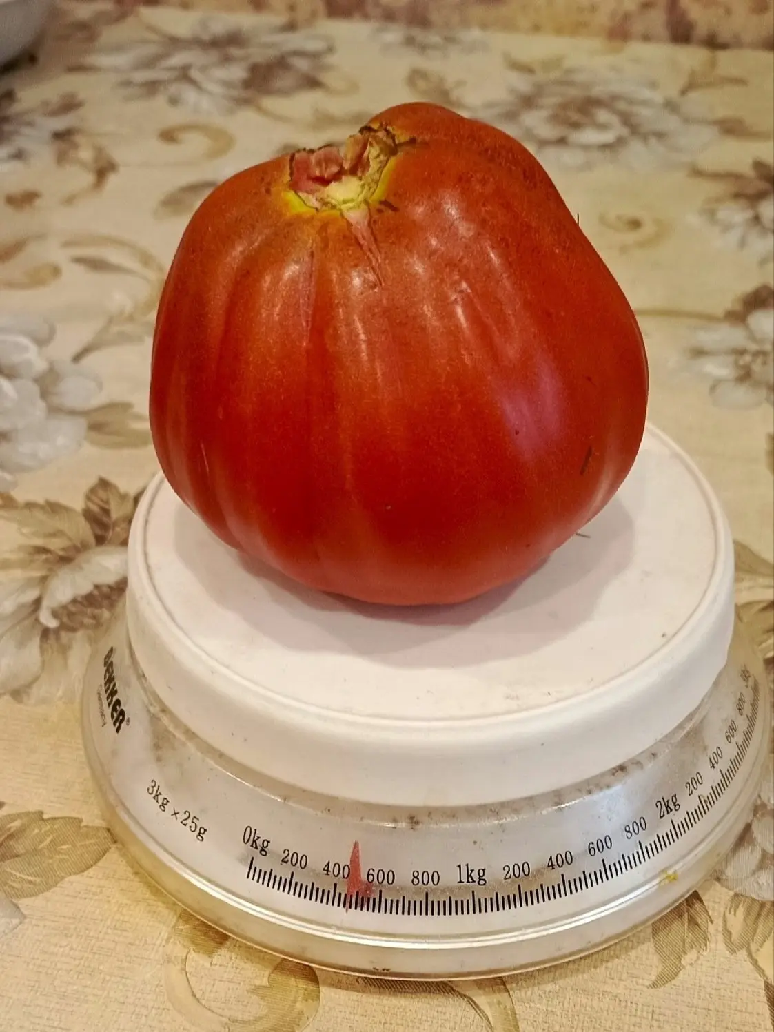 🍅 Вот такого гиганта вырастила наша подписчица!