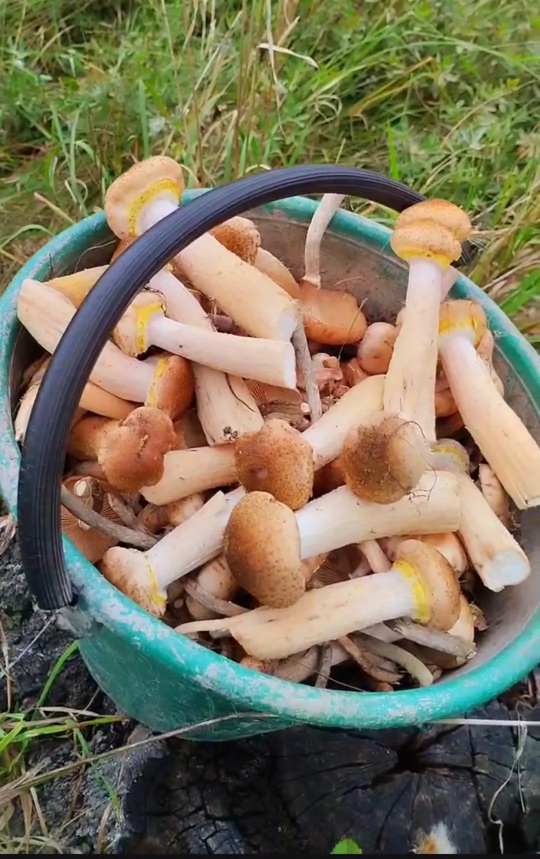Новости с полей (не астрологические, но приятные) 😊