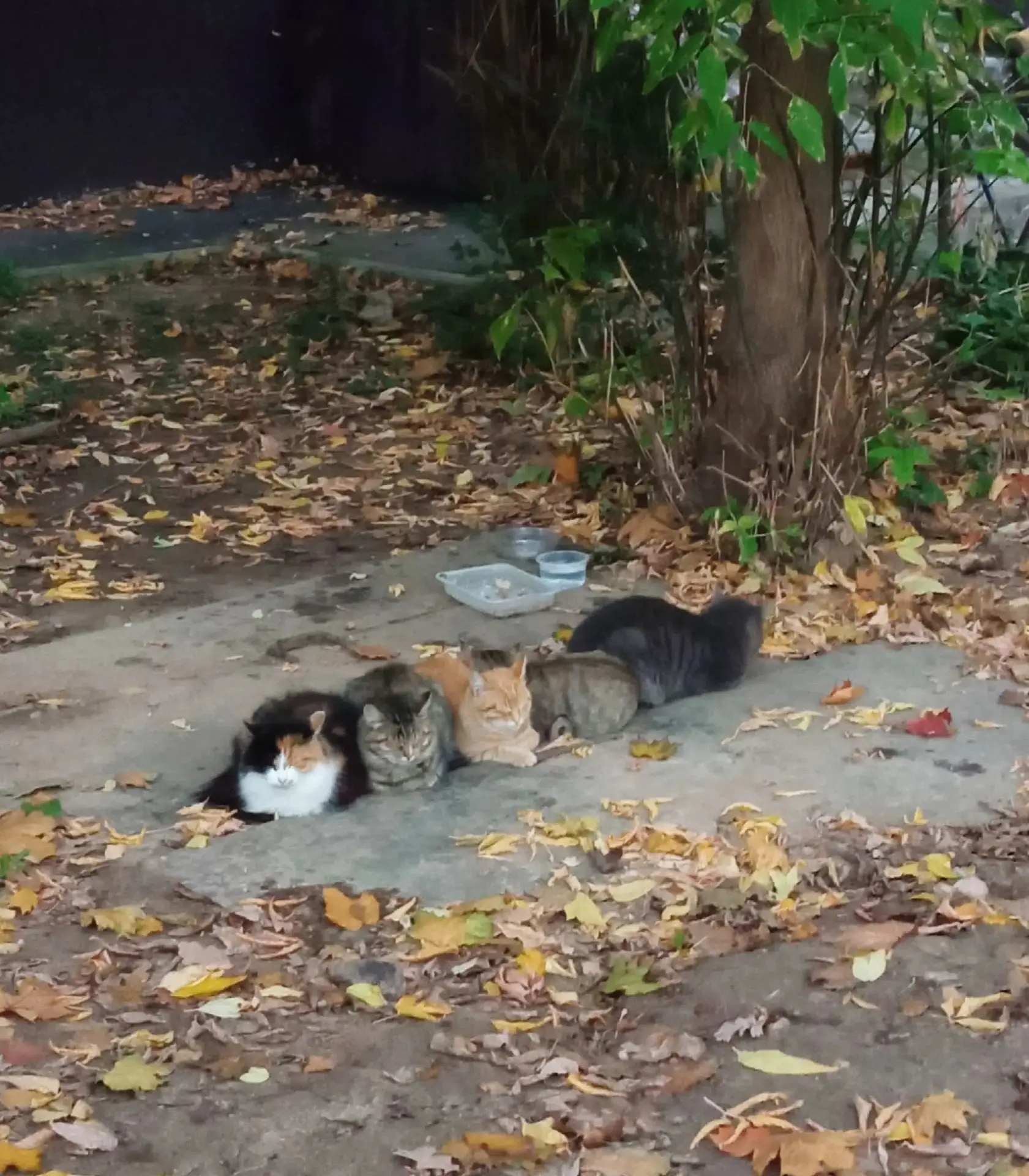 😼 5 Котября
