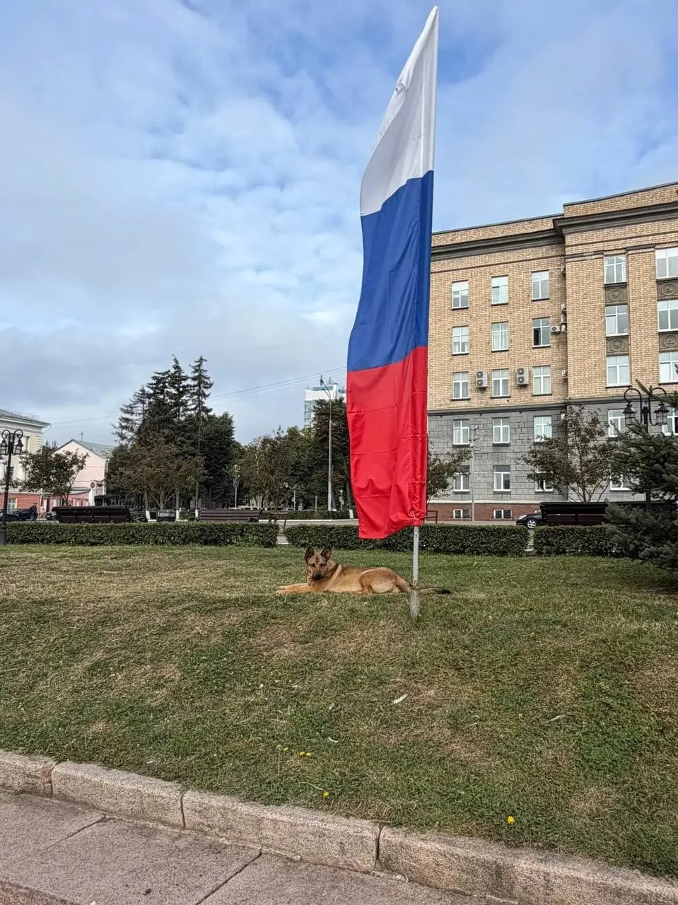 🐕 У здания правительства Орловской области на улице Ленина, 1 поселился четвероногий о...