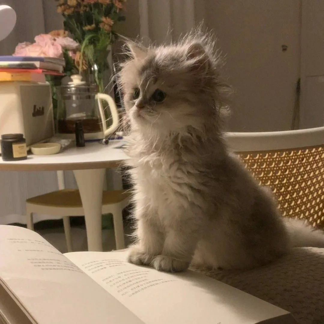 🐈 Кошки могут «лечить» своим мурчанием

Частота мурчания (25–150 Гц) совпадает с диапазоном, которы