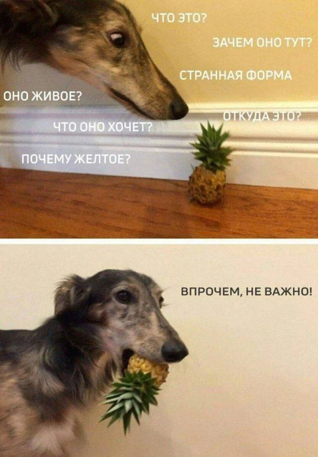 Изучим на зуб